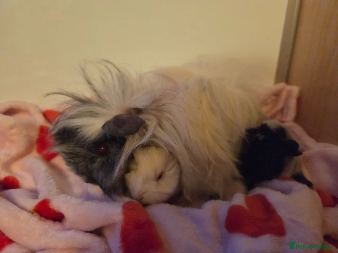 Guinea Pig rodents for sale: Gorgeous roan baby boy guinea pig - Advert 7