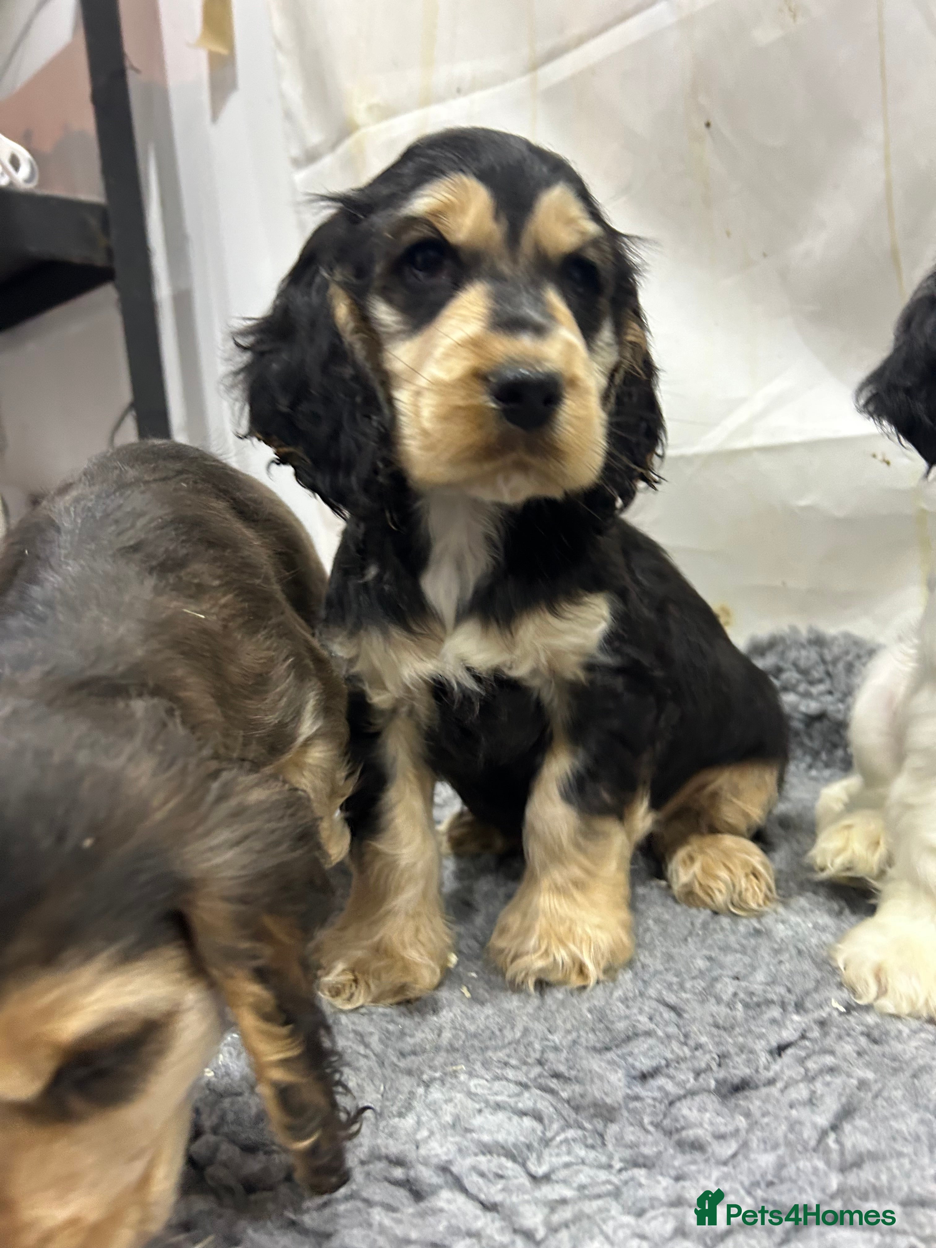 Cocker Spaniel dogs KC registered, health tested, Show cocker spaniels - Advert 1
