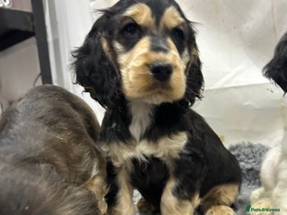 Cocker Spaniel dogs KC registered, health tested, Show cocker spaniels - Advert 1