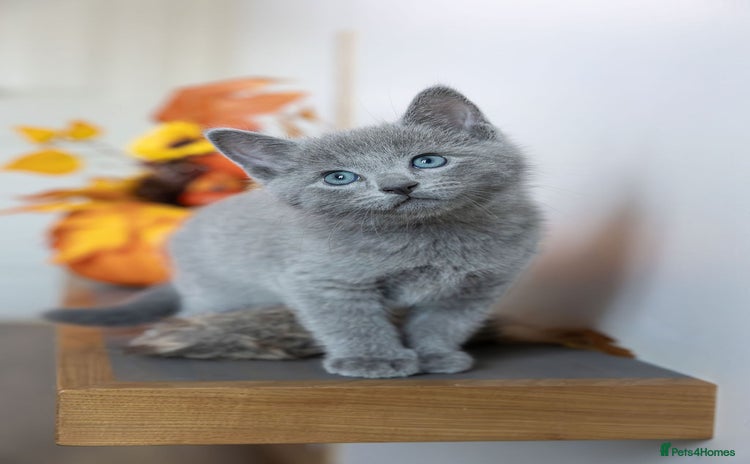 Russian Blue cats - Advert 3