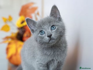 Russian Blue cats - Advert 4