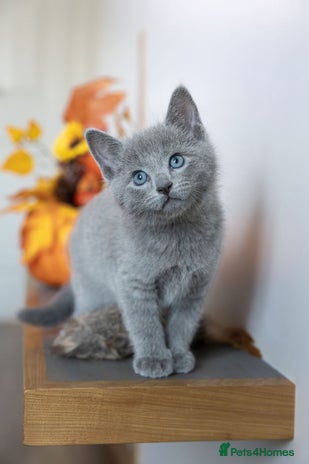 Russian Blue cats - Advert 3