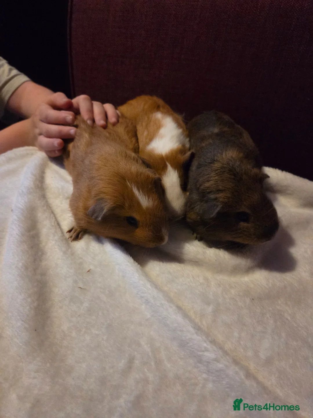 Guinea Pig rodents for sale: Guinea Pigs looking for a forever home - Advert 14
