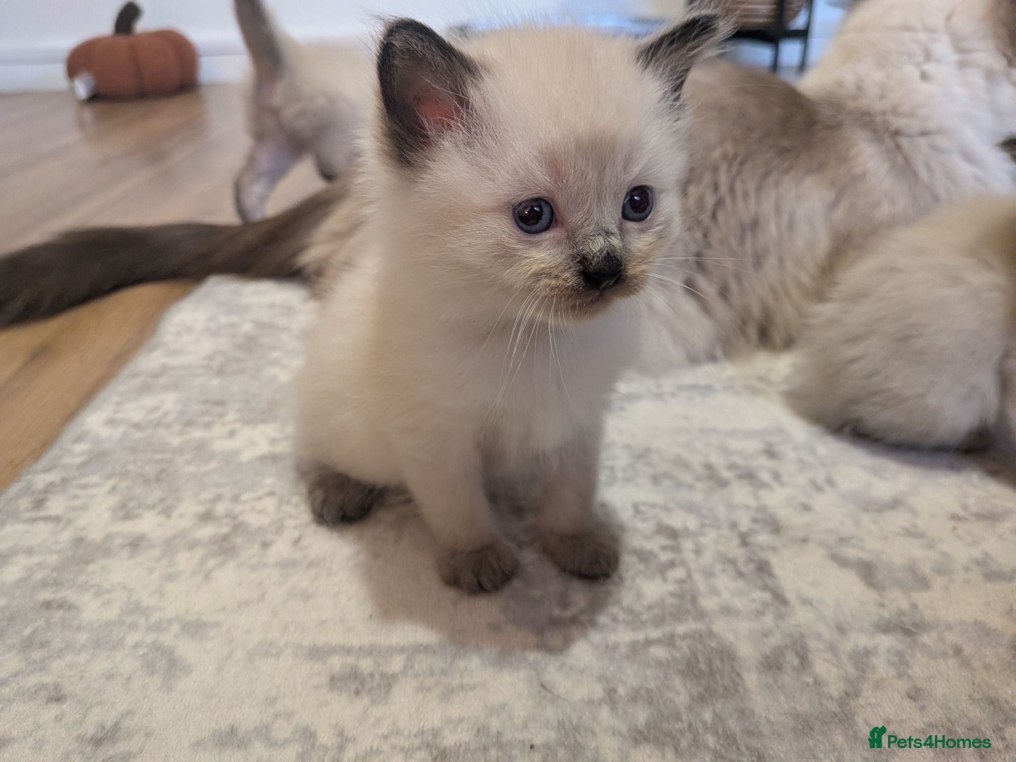 Ragdoll cats ⭐3 beautiful seal point ragdolls 2 girls 1 boy  ⭐ - Advert 3