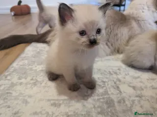 Ragdoll cats ⭐3 beautiful seal point ragdolls 2 girls 1 boy ⭐ - Advert 3