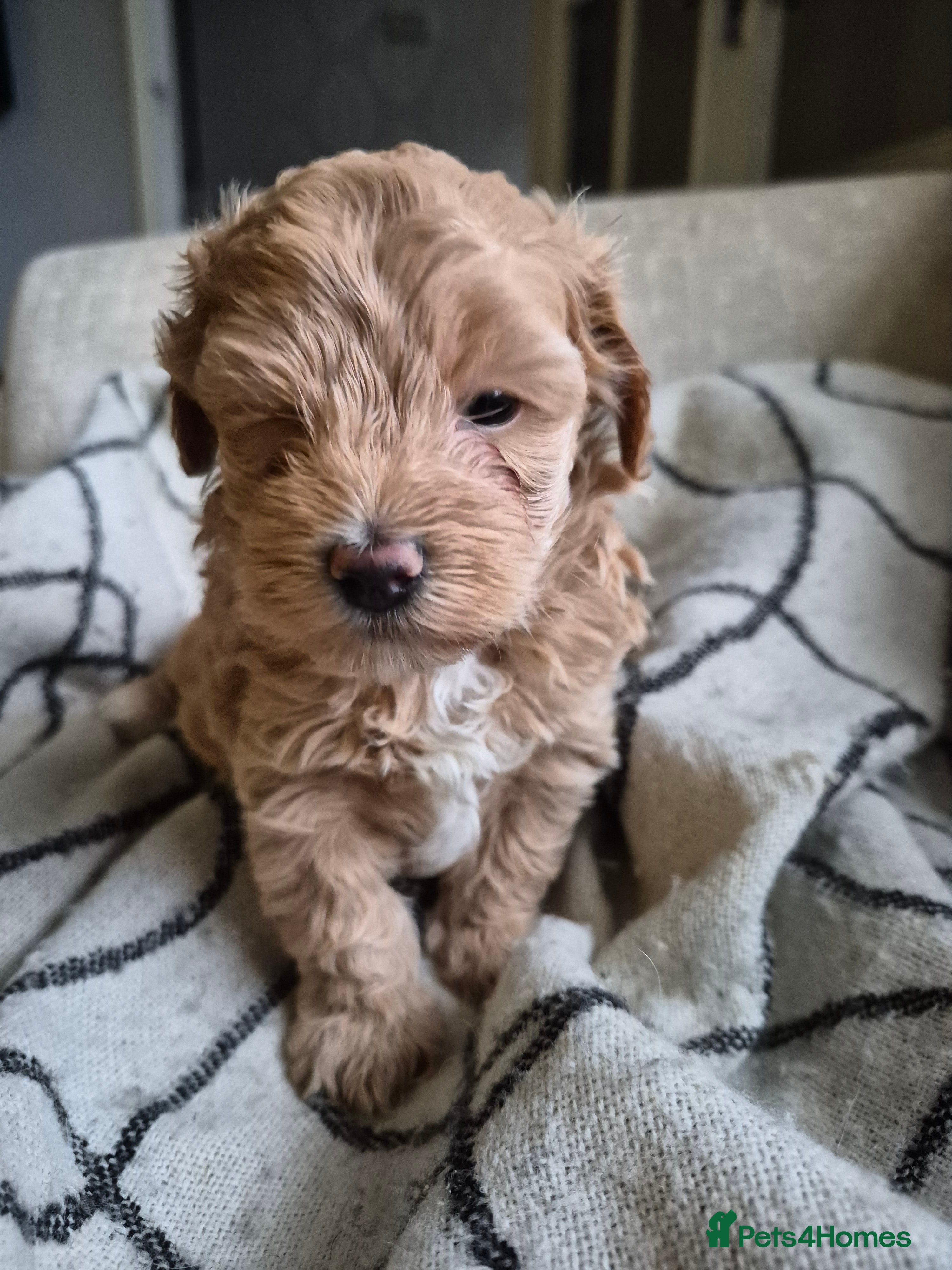 Maltipoo dogs Last girl.left - Advert 1