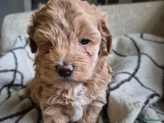 Maltipoo dogs Last girl.left - Advert 4