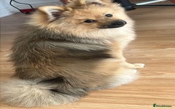 Pomeranian dogs for sale: Pomeranian sable  - Image 2