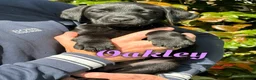 Labrador Retriever dogs for sale: Beautiful Working Labrador Puppies ready now! - Advert 7