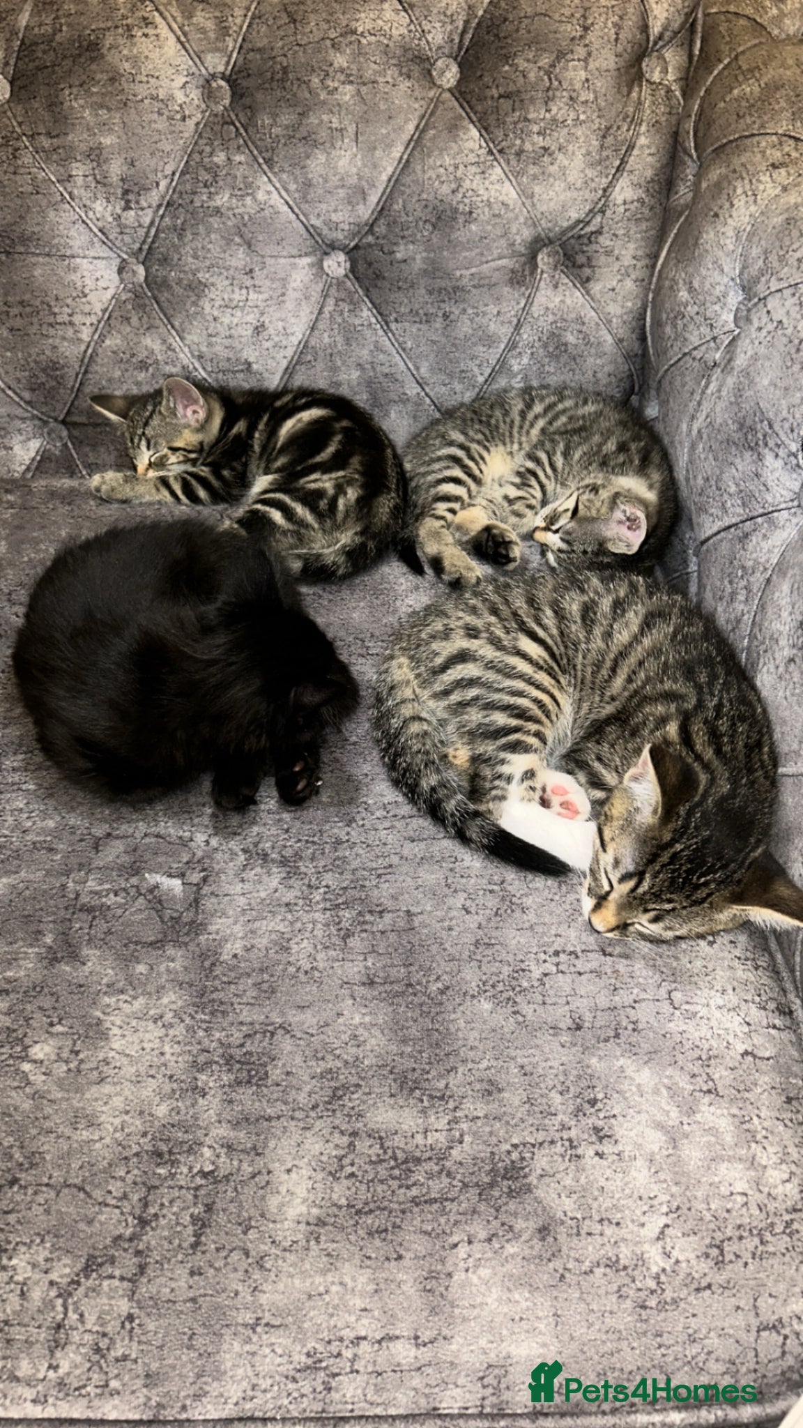 Domestic Shorthair cats Stunning tabby kittens - Advert 4