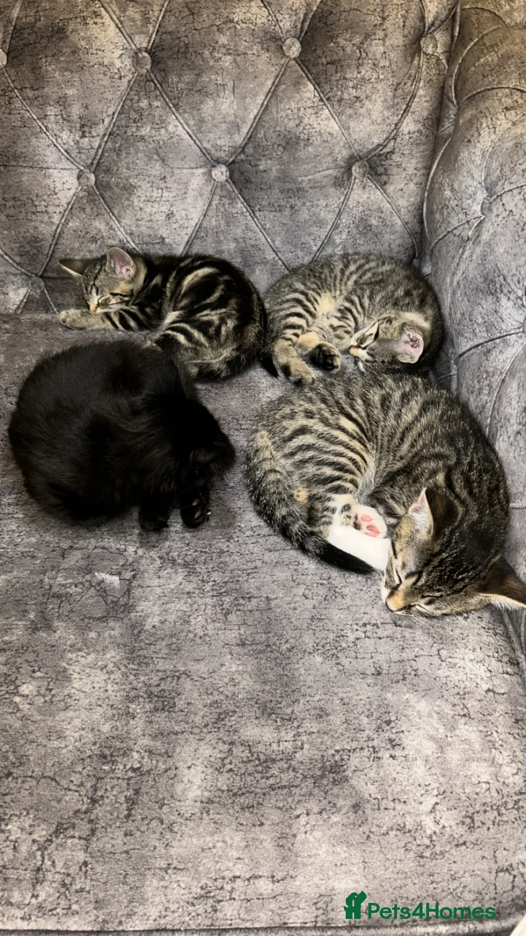 Domestic Shorthair cats for sale: Stunning tabby kittens - Advert 1