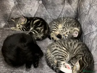 Domestic Shorthair cats Stunning tabby kittens - Advert 4