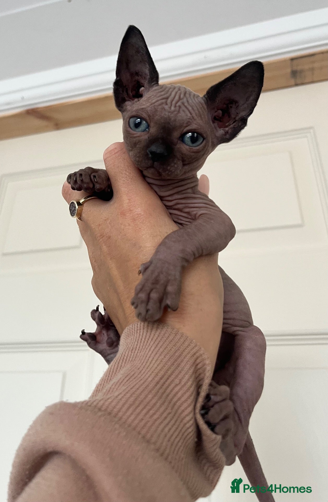 Sphynx cats Last 1 Sphynx Kittens - Advert 1