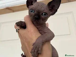Sphynx cats Last 1 Sphynx Kittens - Advert 1