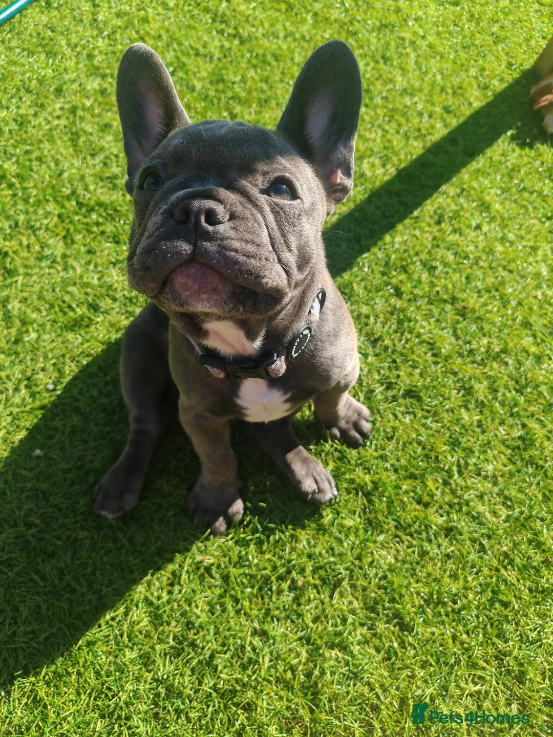 French Bulldog dogs for sale: Beautiful female blue French bulldog  in Wareham - Image 11