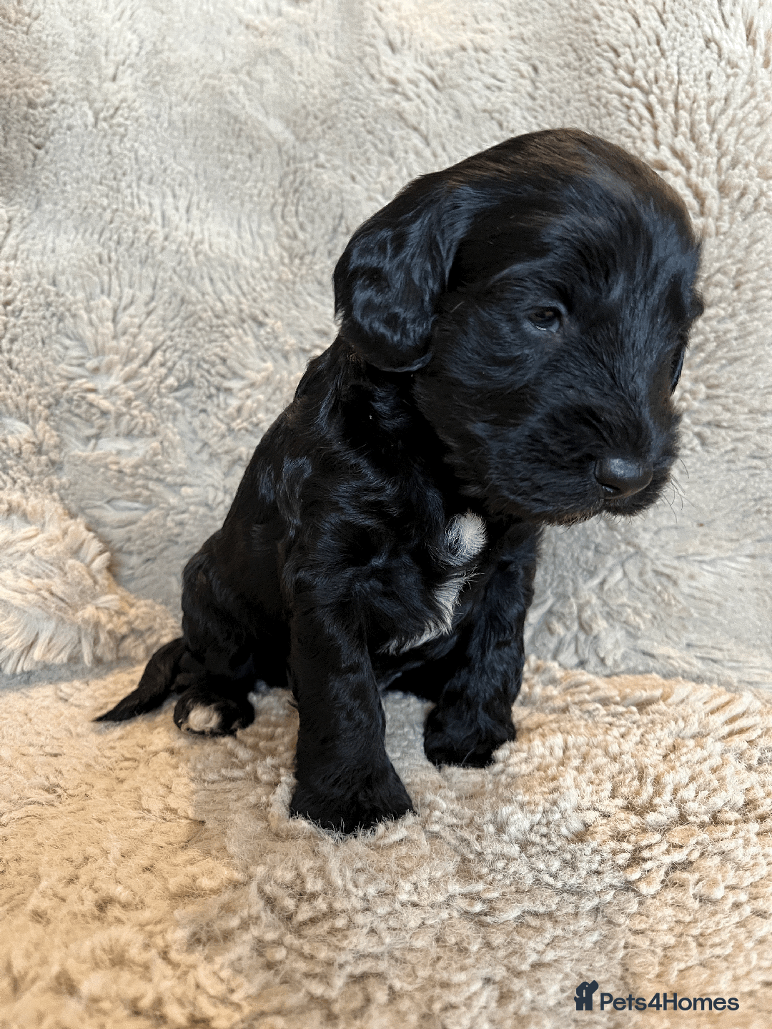 Cockapoo dogs for sale: cockapoo F1 - Image 25