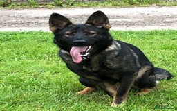 German Shepherd dogs for sale: Superb German Shepherd pups working lines - Image 4