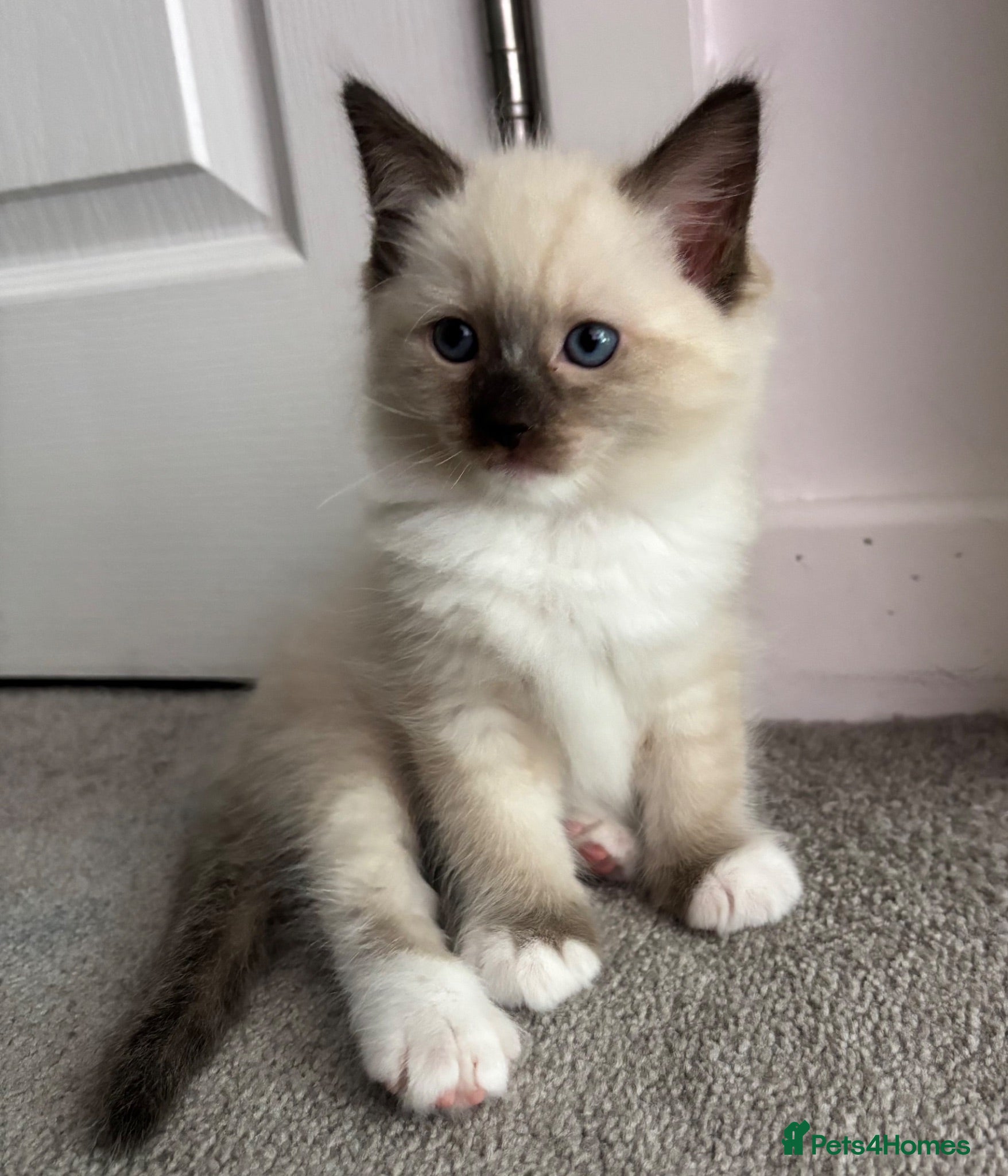 Ragdoll cats The Most Adorable Ragdoll Boy Kittens💙 - Advert 1
