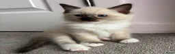 Ragdoll cats for sale: The Most Adorable Ragdoll Boy Kittens💙 - Advert 5