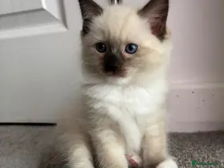 Ragdoll cats Precious, fluffy Lynx and blue point Ragdoll💙 - Advert 1