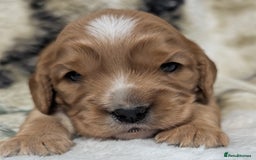 Cockalier dogs for sale: Stunning Health Tested Cockalier Puppies - Image 19