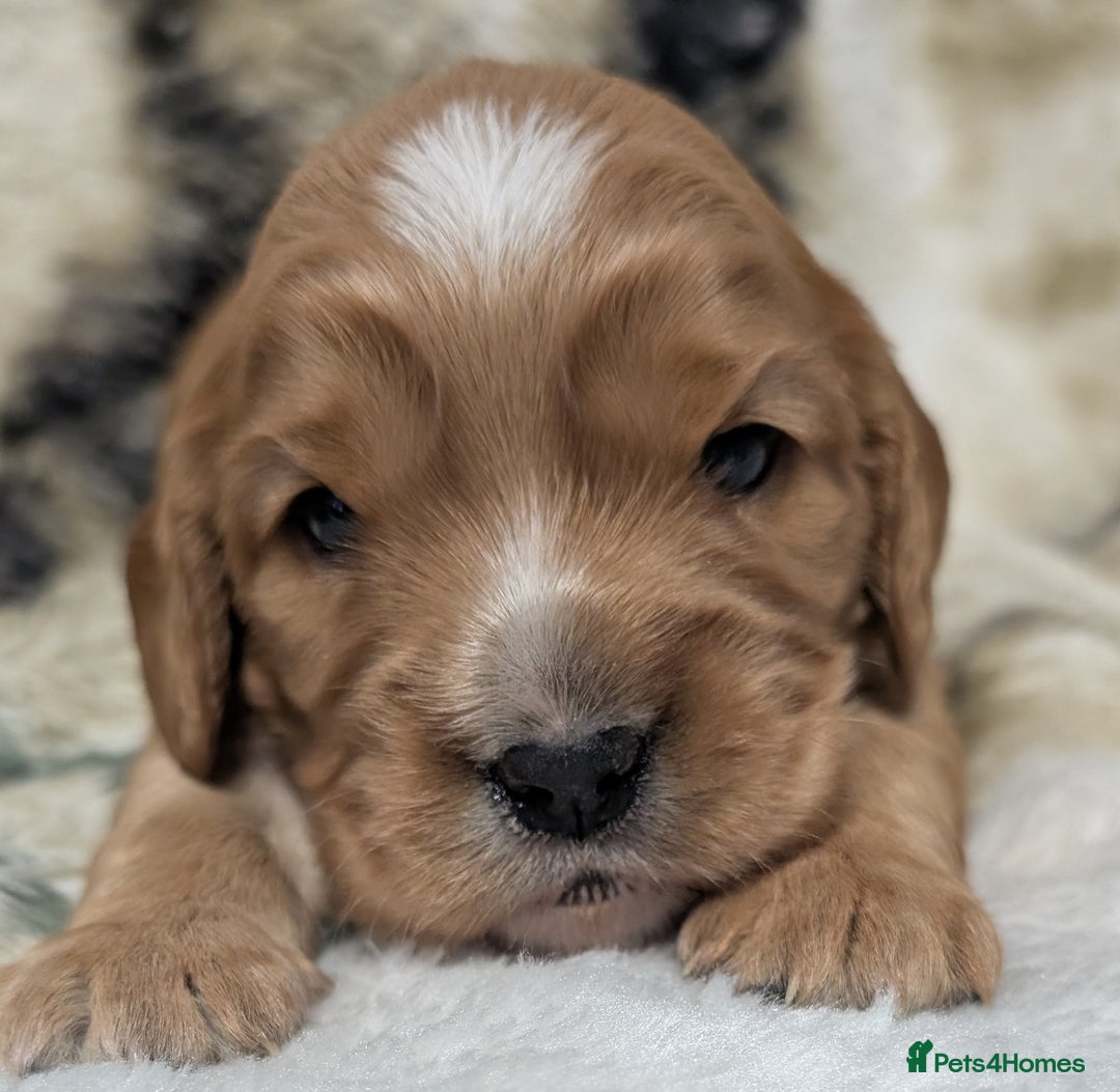 Cockalier dogs for sale: Stunning Health Tested Cockalier Puppies - Image 19