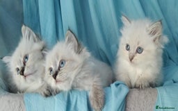 Siberian cats for sale: Siberian kittens for sale  - Image 2