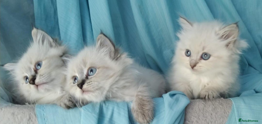 Siberian cats for sale: Siberian kittens for sale  - Image 2