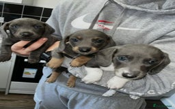 Miniature Dachshund dogs for sale: Adorable Miniature Dachshund Puppies  - Image 1