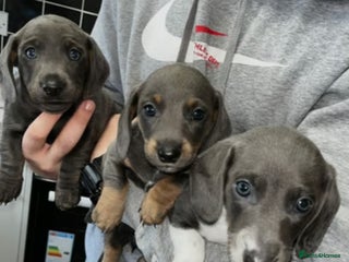 Miniature Dachshund dogs - Advert 20