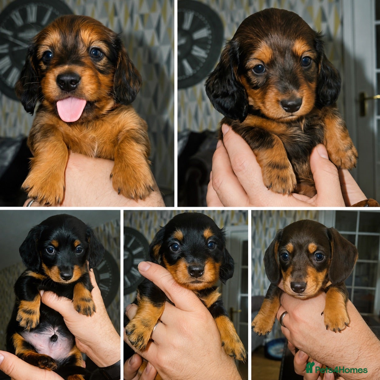 Miniature Dachshund dogs Beautiful Miniature Dachshunds–Long & Short Haired - Advert 5
