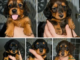 Miniature Dachshund dogs Beautiful Miniature Dachshunds–Long & Short Haired - Advert 5