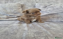 Chihuahua dogs for sale: Stunning Russian lines, Long haired Chihuahuas  - Image 12