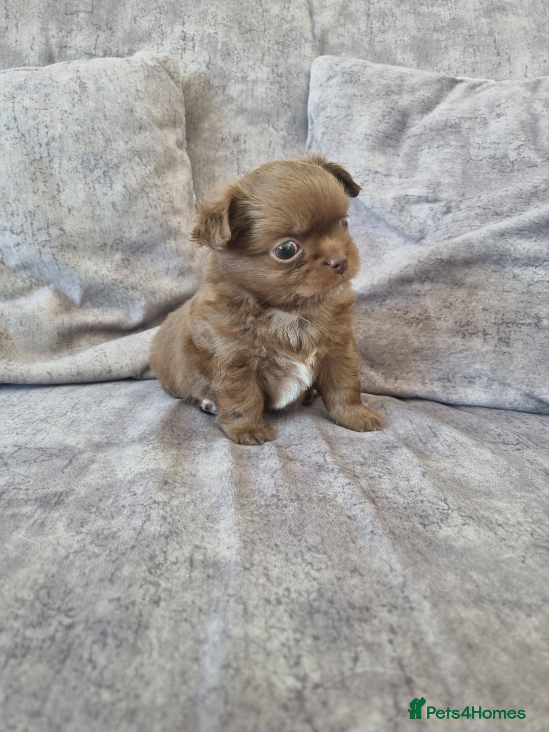 Chihuahua dogs for sale: Stunning Russian lines, Long haired Chihuahuas  - Image 12