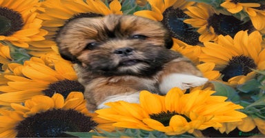 Lhasa Apso dogs - Advert 15
