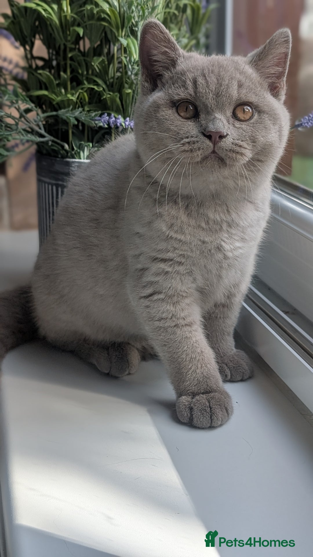 British Shorthair cats for sale: Gccf reg .Lilac British Shorthair  - Image 2