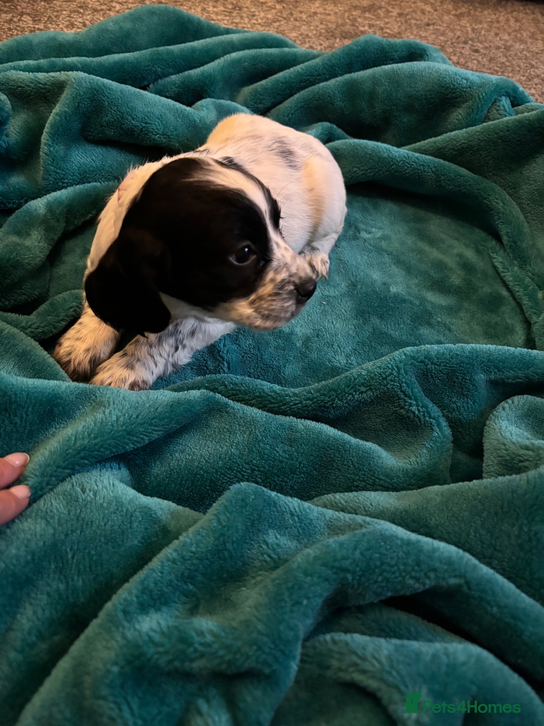 Cocker Spaniel dogs for sale: Georgous blue roan cocker spaniels - Image 16