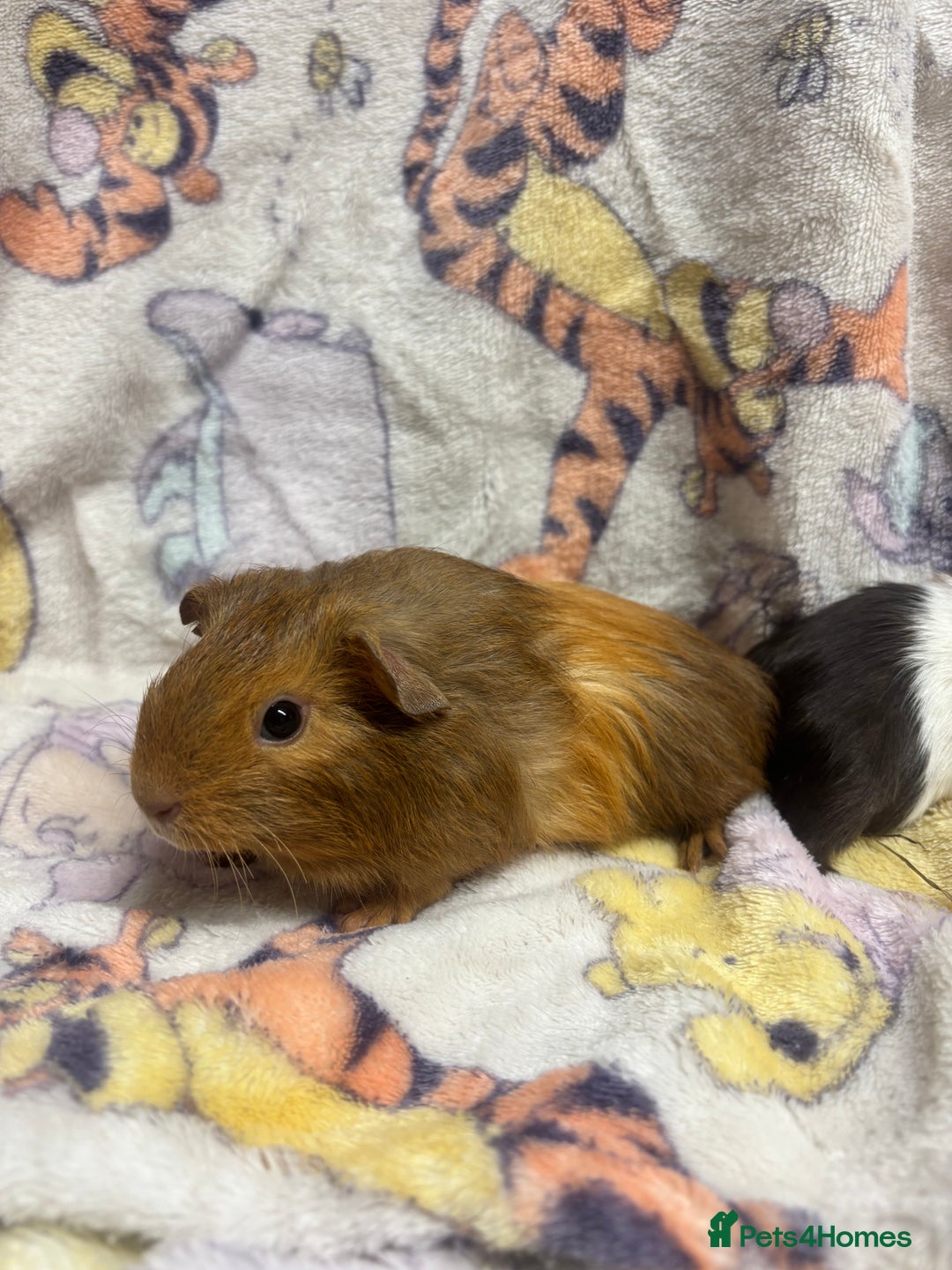 Guinea Pig rodents for sale: 2 beautiful girl piggys  - Advert 15