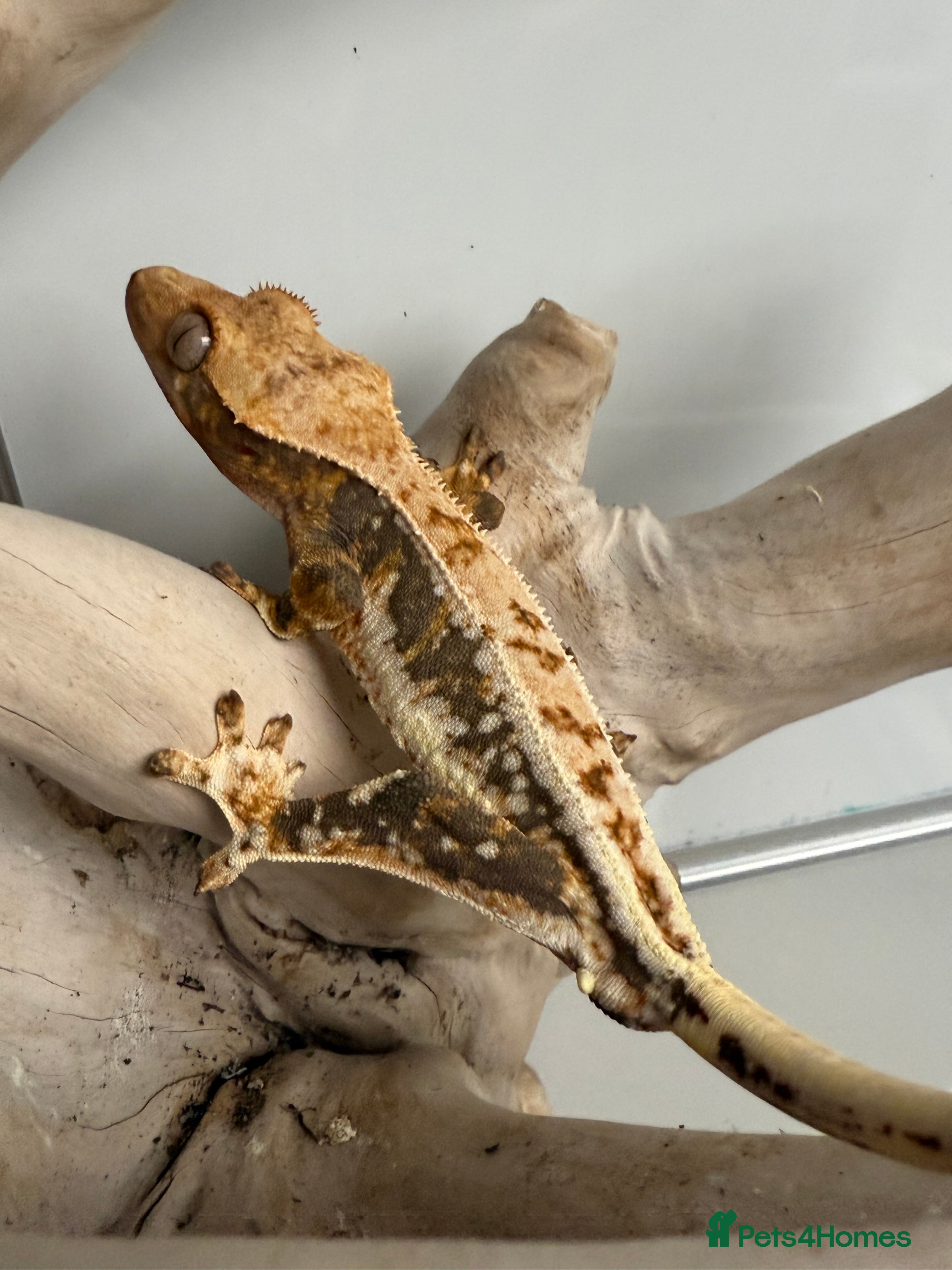 Gecko reptiles Variety of crested geckos for sale  - Advert 14