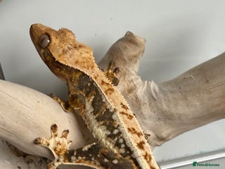 Gecko reptiles - Advert 5