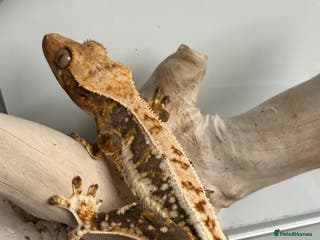 Gecko reptiles Variety of crested geckos for sale - Advert 20