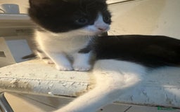 British Shorthair cats for sale: British Shorthair x Striped Tabby Kittens –2 Males - Image 27
