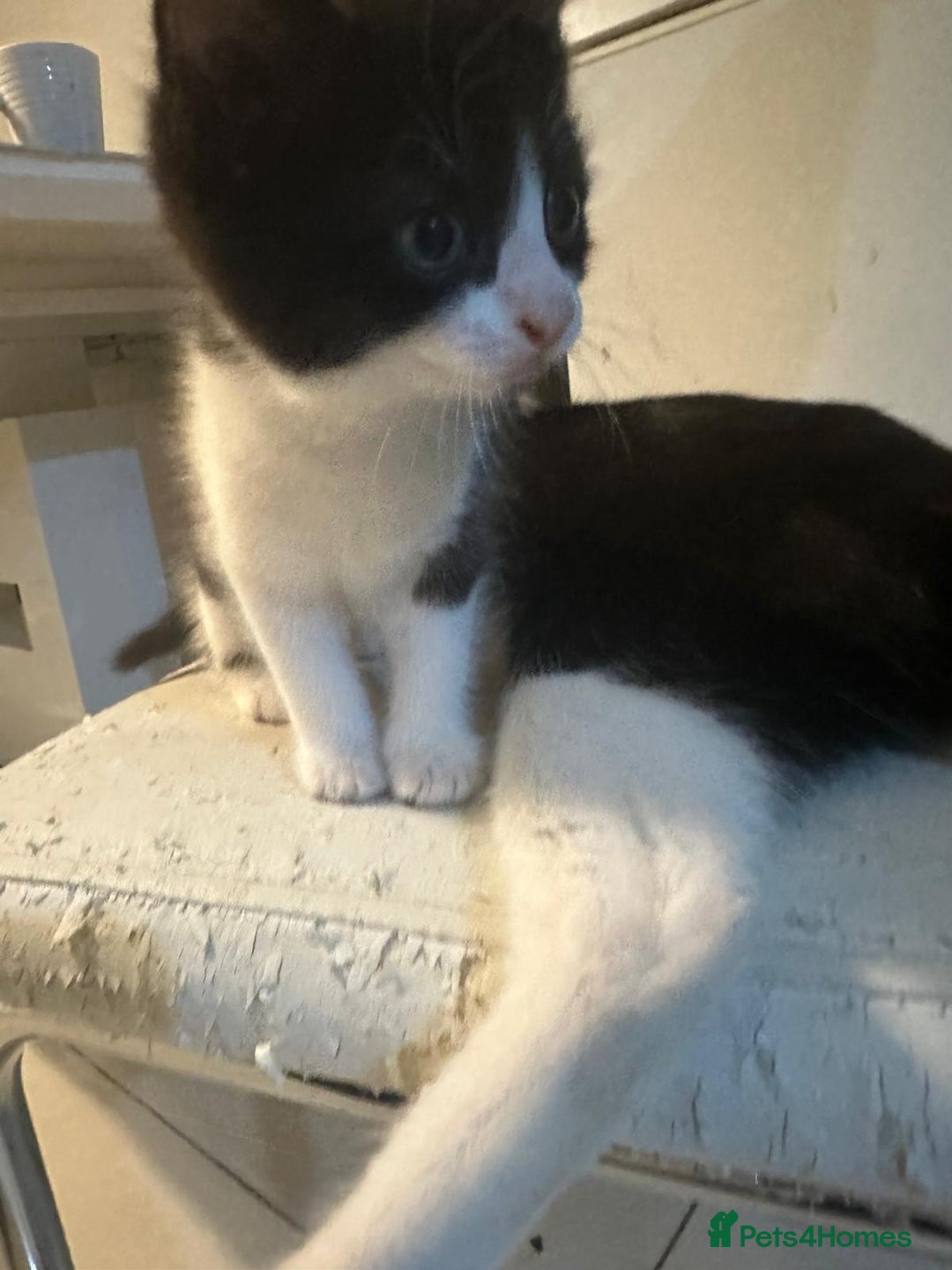 British Shorthair cats for sale: British Shorthair x Striped Tabby Kittens –2 Males - Image 27