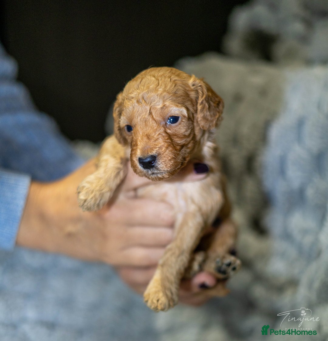Goldendoodle dogs for sale: Mini Golden doodles - Advert 9