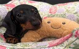 Miniature Dachshund dogs for sale: Ready for forever sofas! 3 Stunning KC reg puppies - Image 3
