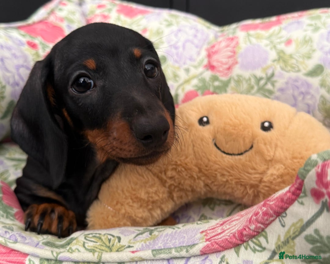 Miniature Dachshund dogs for sale: Ready for forever sofas! 3 Stunning KC reg puppies - Image 3