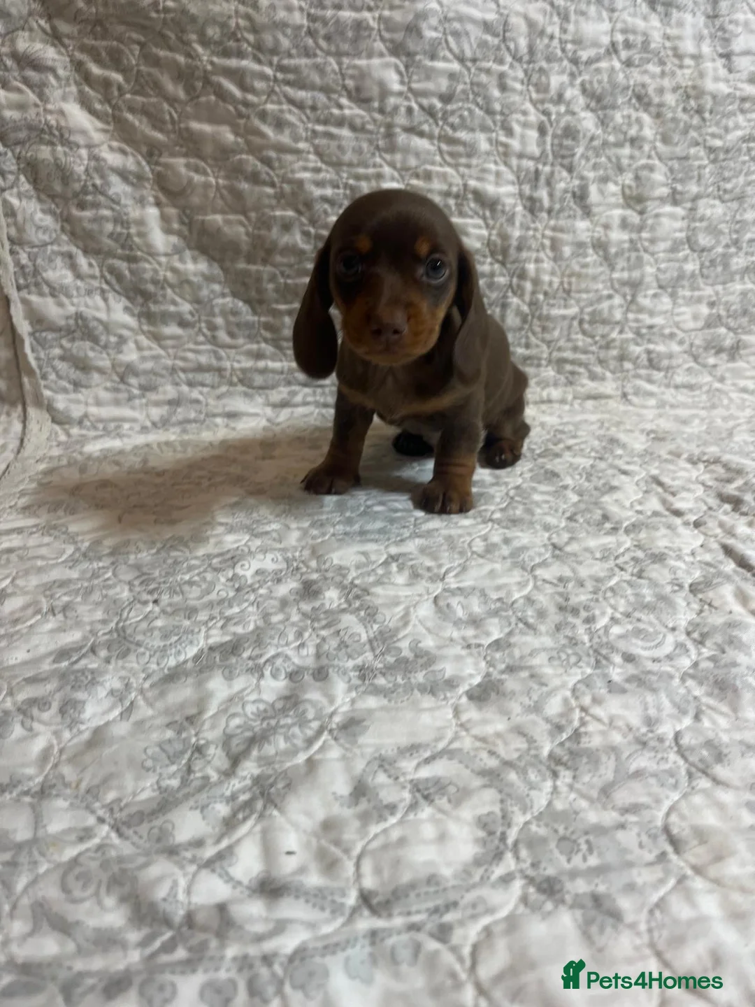 Miniature Dachshund dogs for sale: 🤩 2 stunning miniature dachshund 🤩 - Advert 6