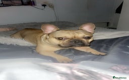 French Bulldog dogs for sale: Rocky  - Image 2