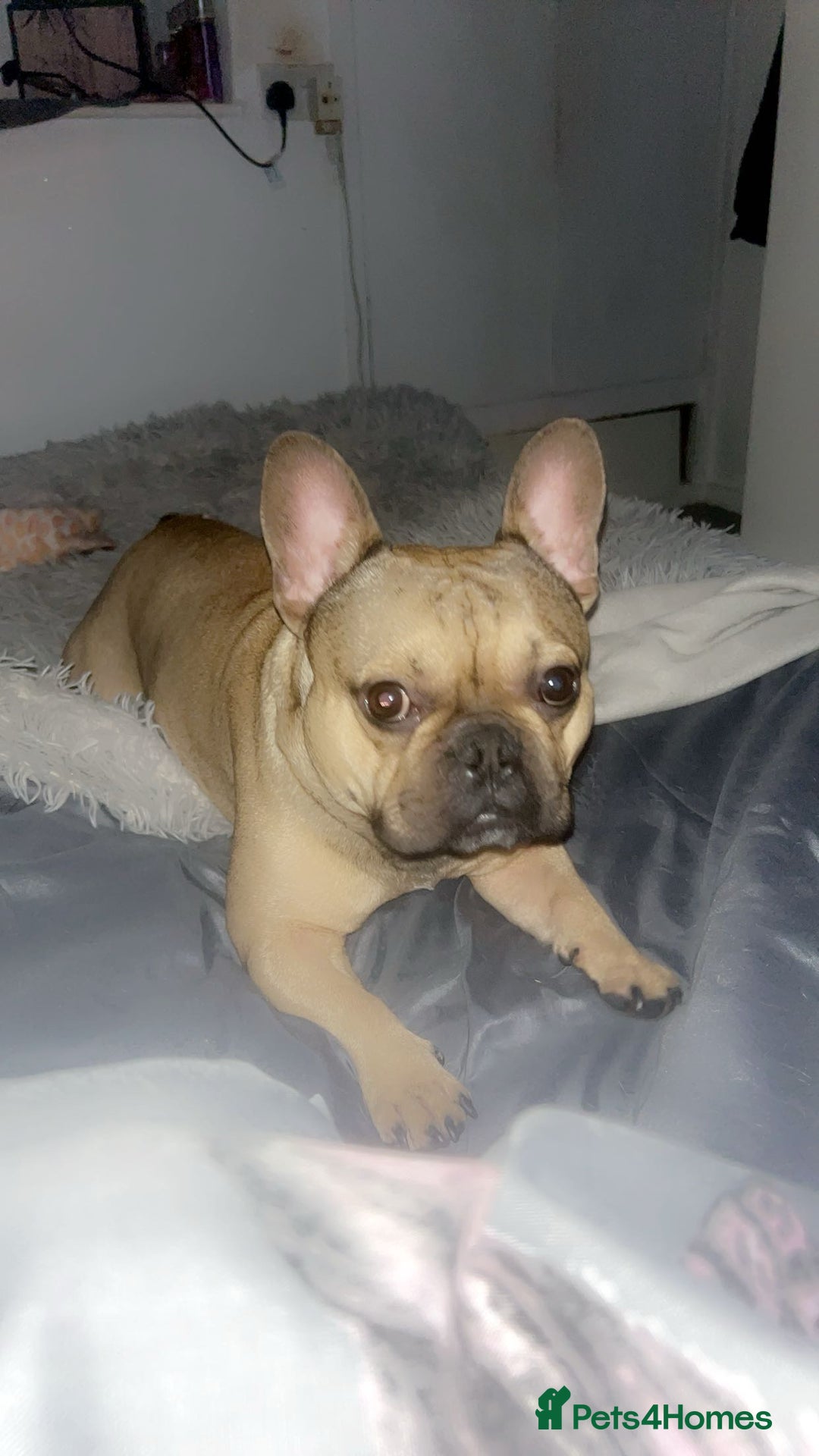 French Bulldog dogs for sale: Rocky  - Image 2