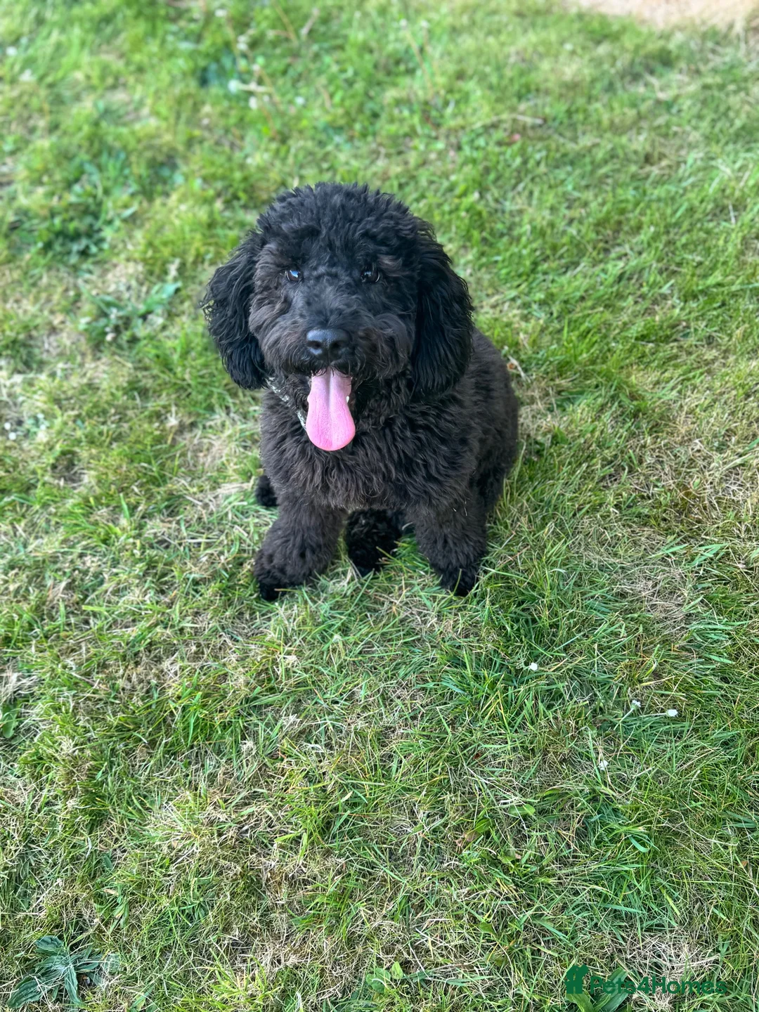 Cockapoo dogs for sale: 2 year old Baxter  - Advert 1